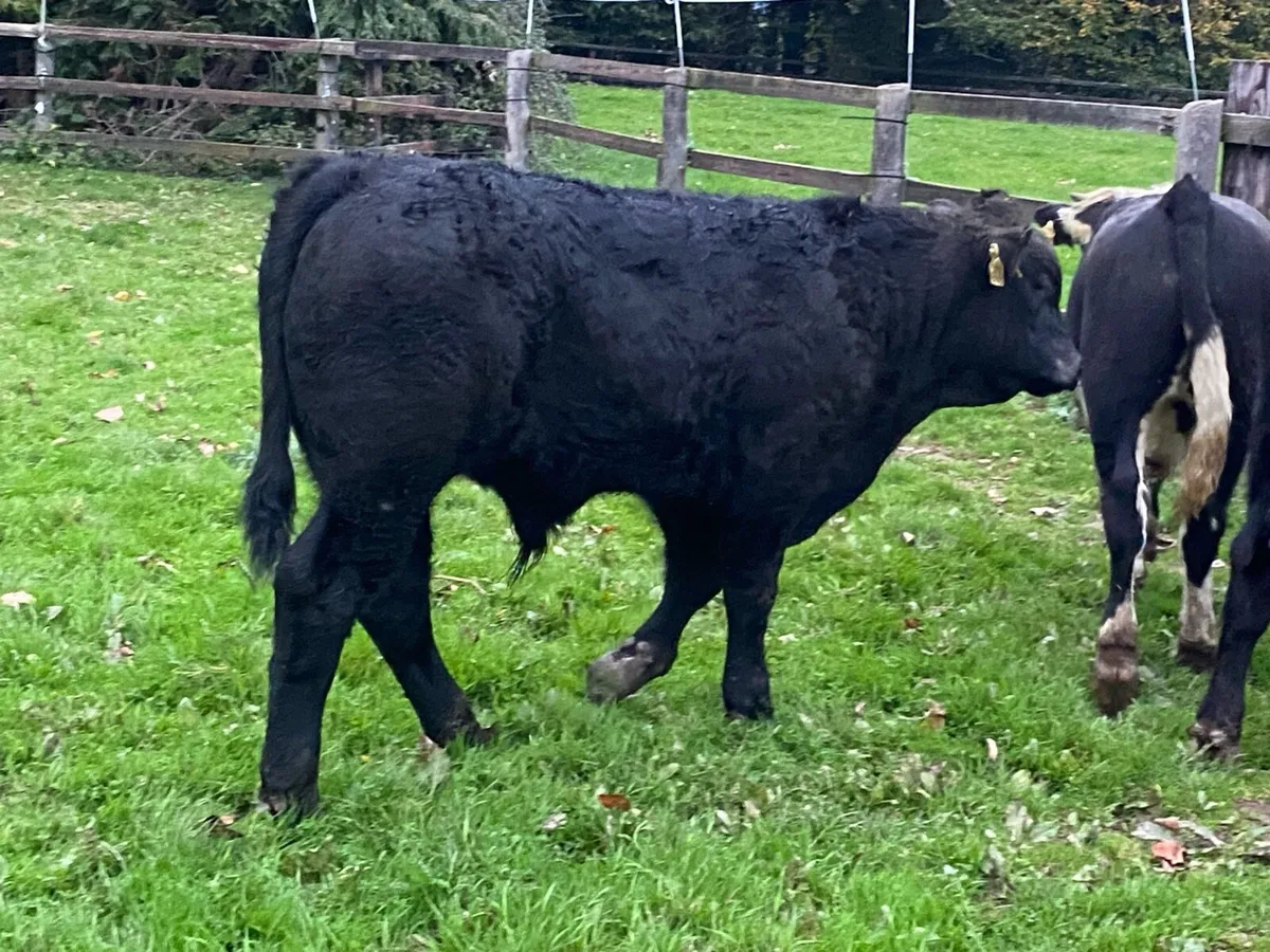 16 Suckler Angus Bullocks 340kg @ Lissava - Image 4