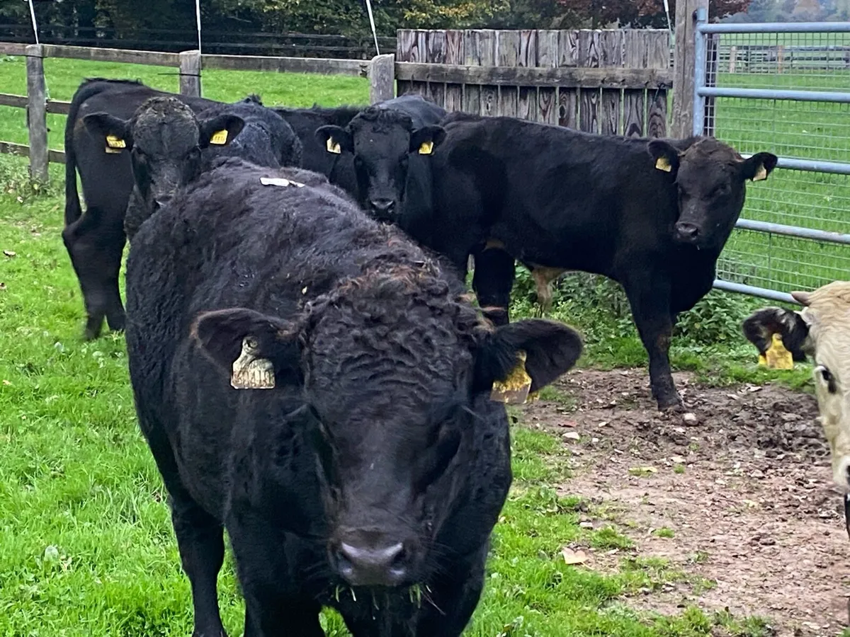 16 Suckler Angus Bullocks 340kg @ Lissava - Image 1