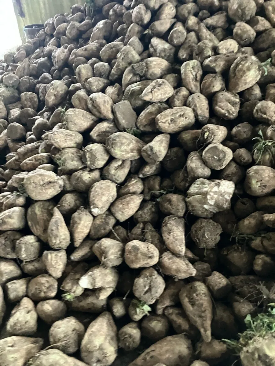 Fodder Beet - Image 2