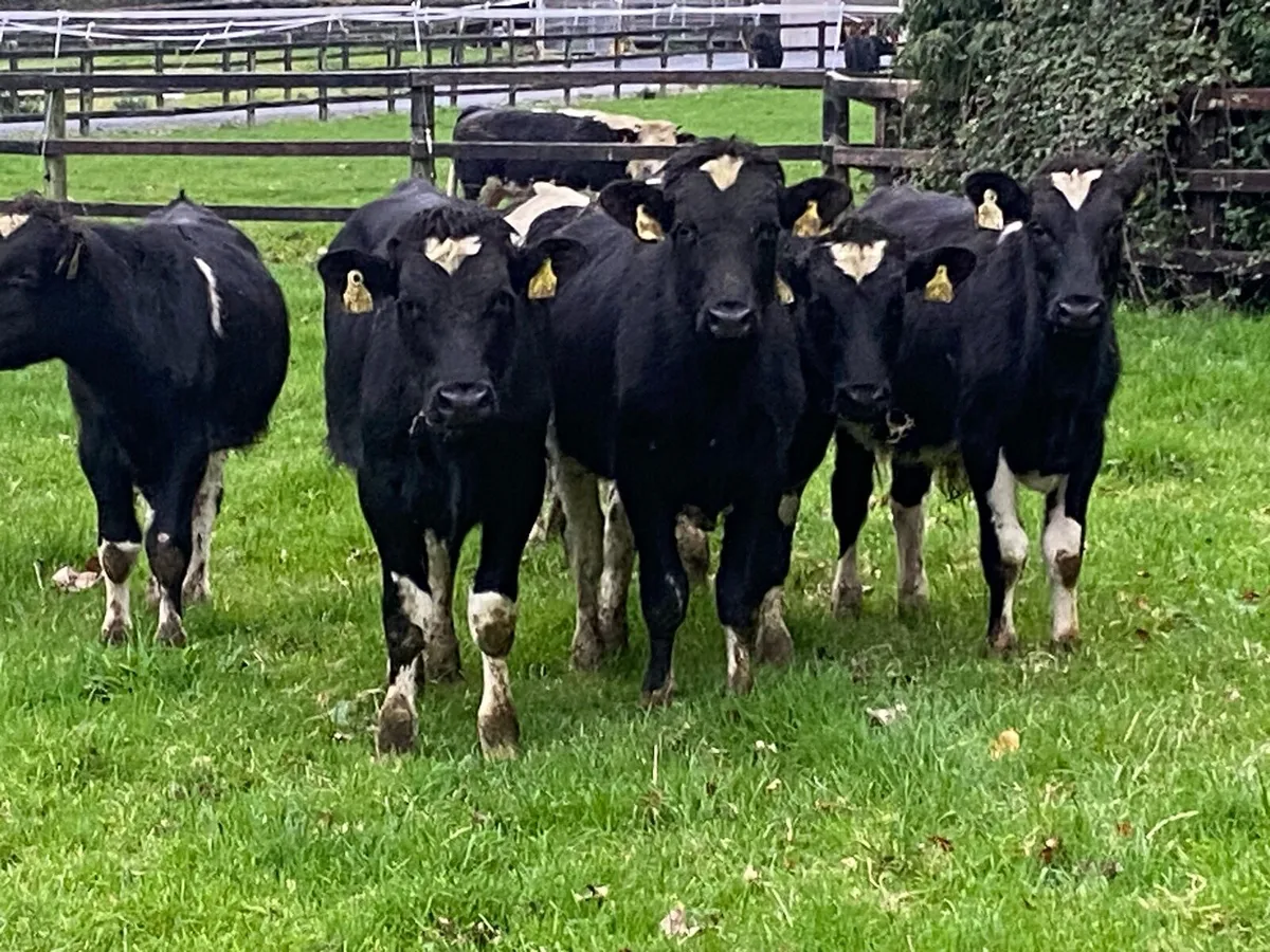 10 Br Friesian Bullocks @ Lissava - Image 1