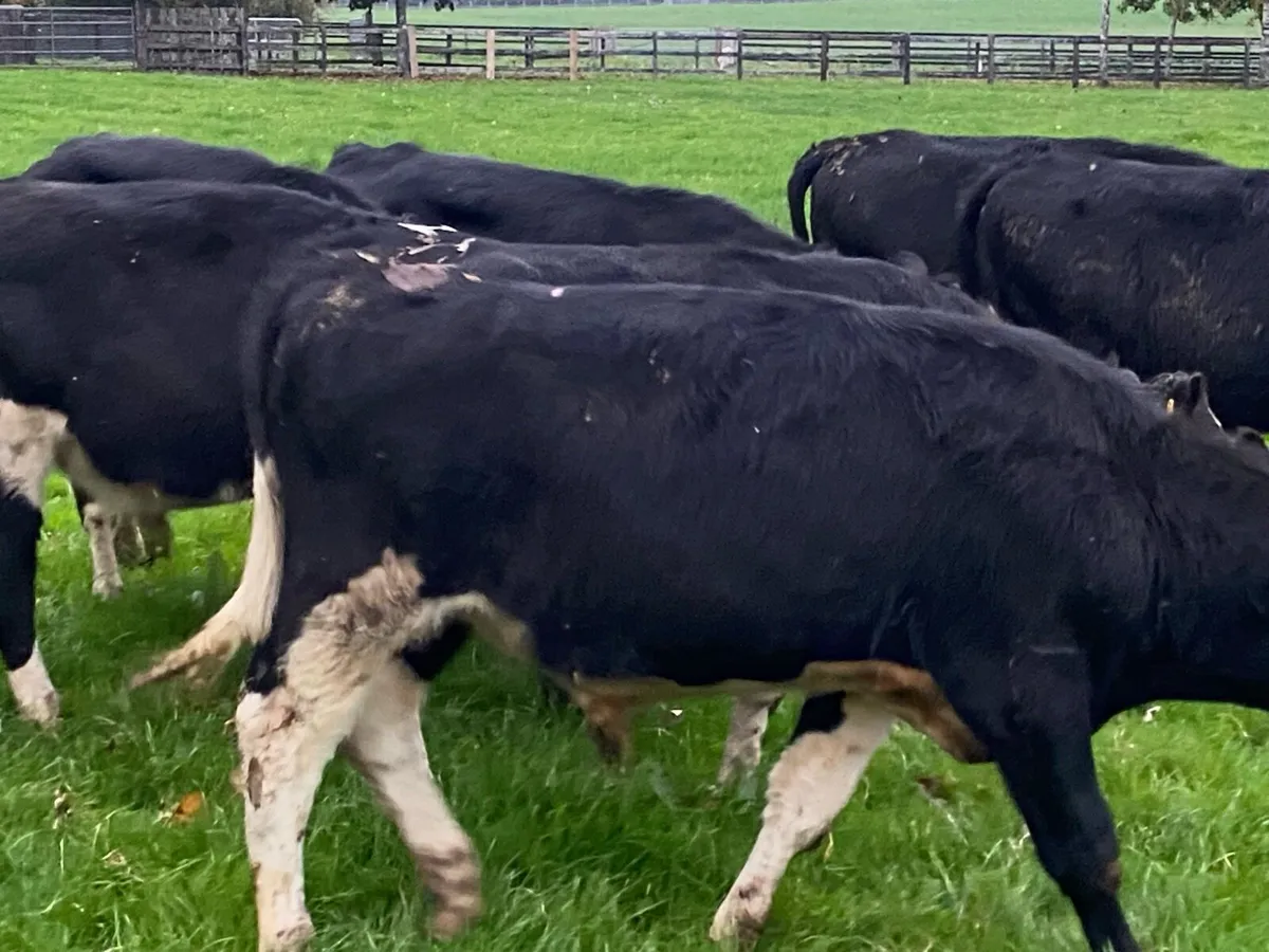 10 Br Friesian Bullocks @ Lissava - Image 2