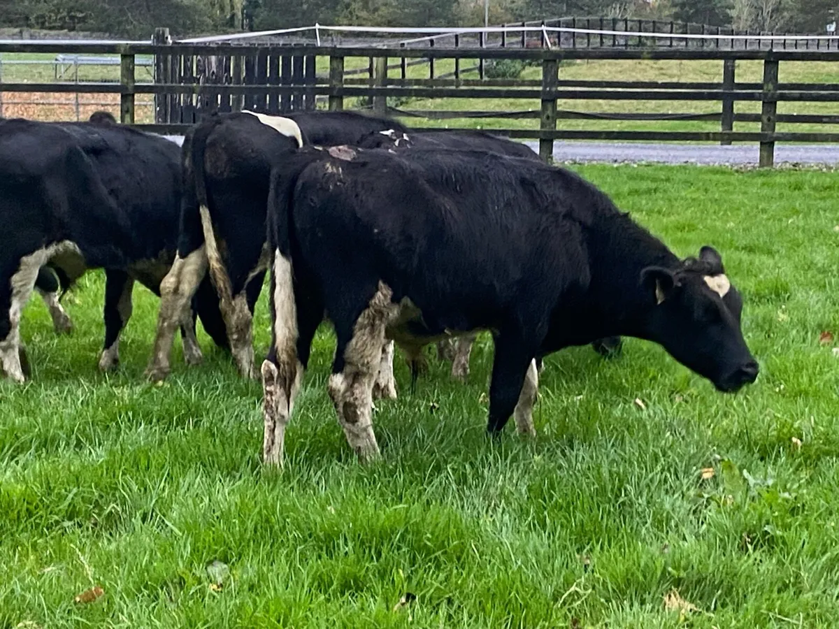 10 Br Friesian Bullocks @ Lissava - Image 3
