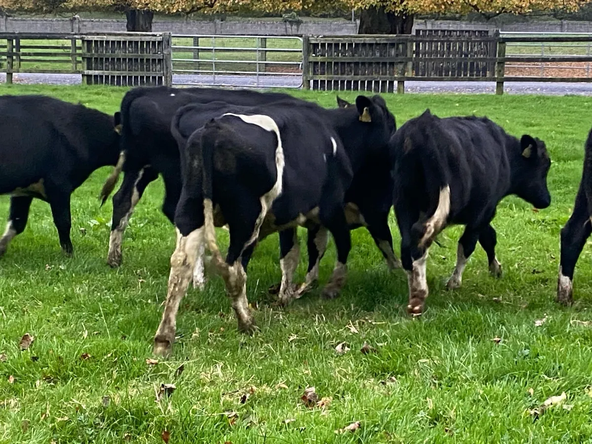 10 Br Friesian Bullocks @ Lissava - Image 4