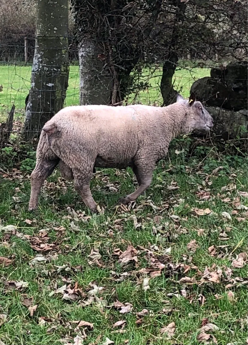 Charolais Ram - Image 3