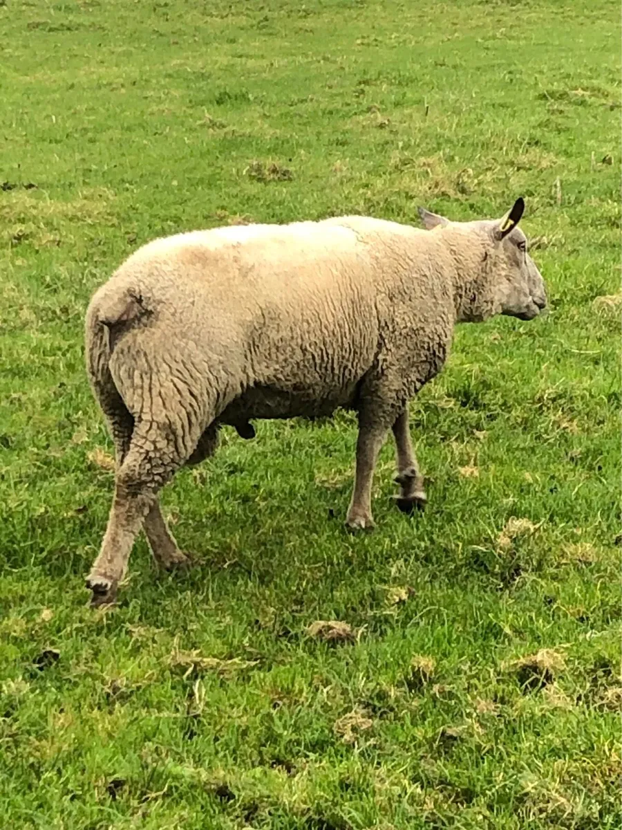 Charolais Ram - Image 4