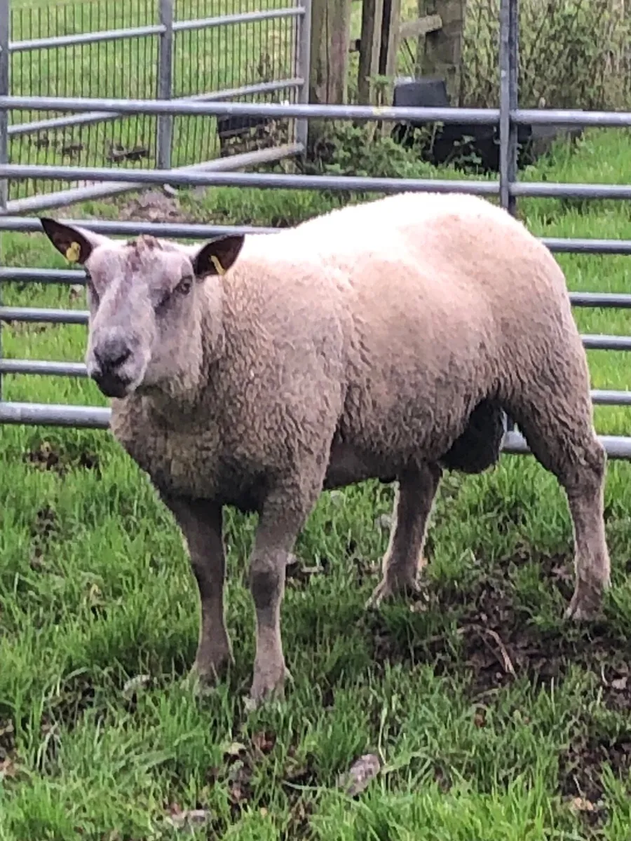 Charolais Ram - Image 1