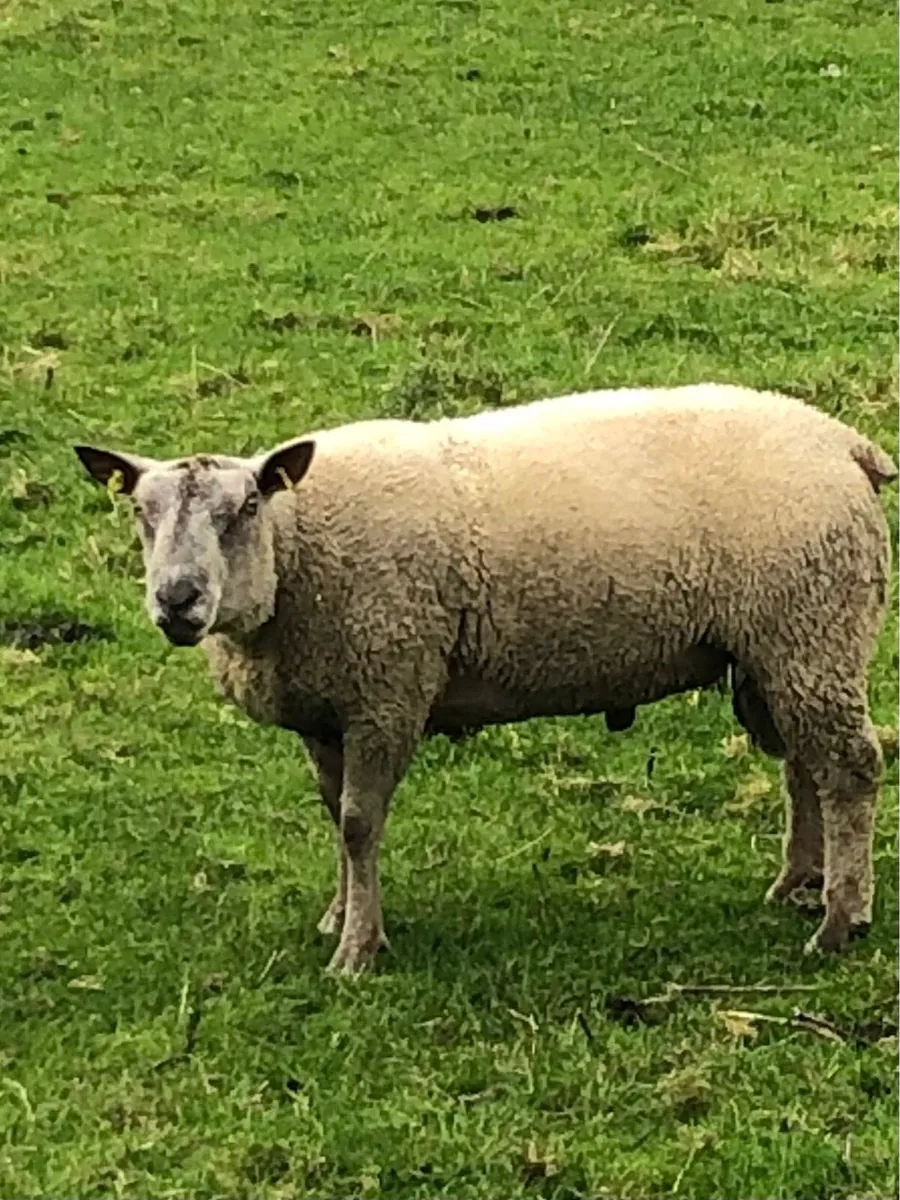 Charolais Ram - Image 2