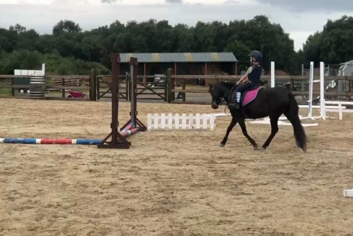 12h beautiful 9 yo starter pony - Image 1