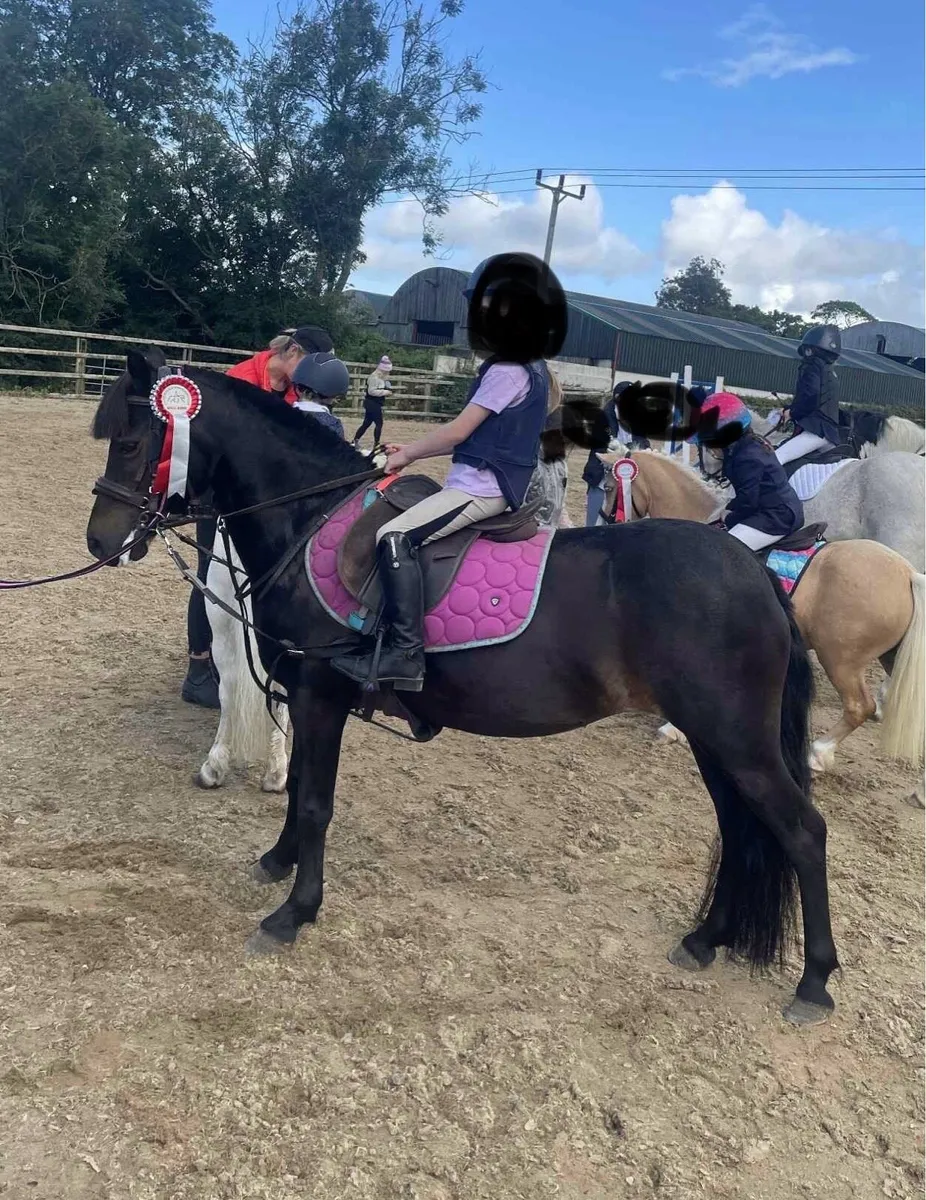 12h beautiful 9 yo starter pony - Image 3
