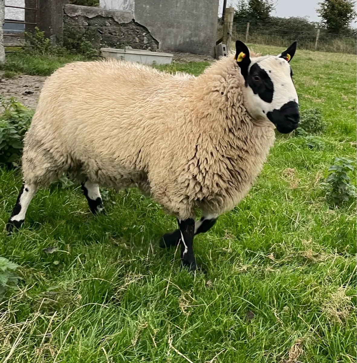 Strong Kerryhill Ram Lambs - Image 1