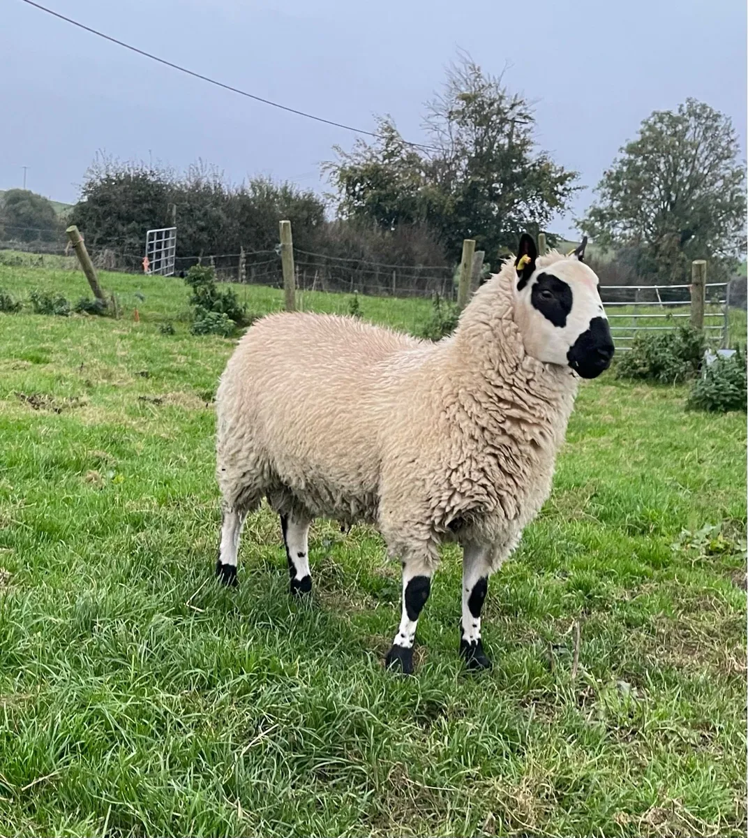 Strong Kerryhill Ram Lambs - Image 2