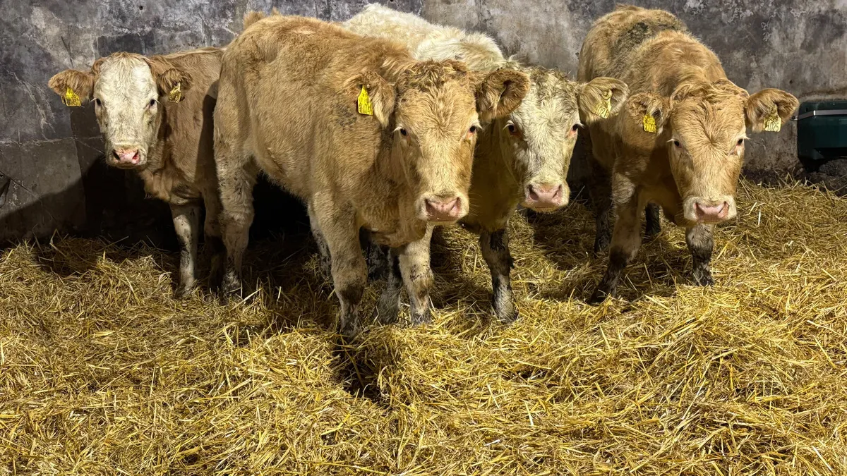 4 Quality Charolais Heifer Wealings - Image 4