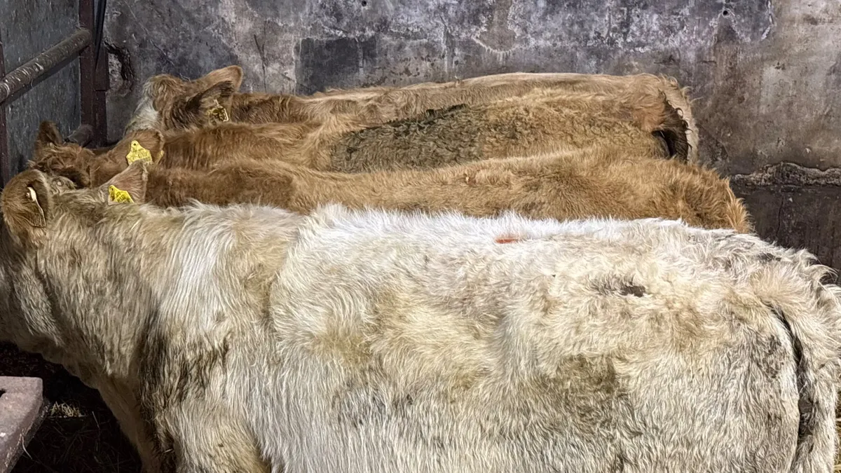 4 Quality Charolais Heifer Wealings - Image 2