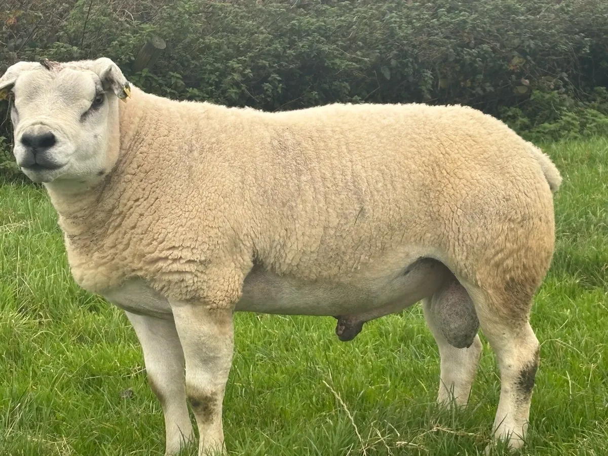 2 pedigree non registered Texel rams for sale - Image 1