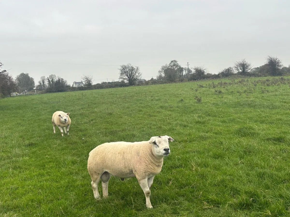 2 pedigree non registered Texel rams for sale - Image 2