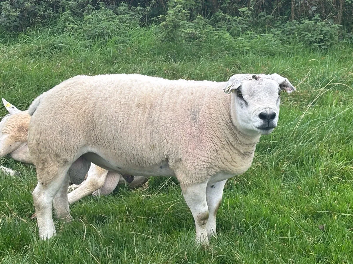 2 pedigree non registered Texel rams for sale - Image 3
