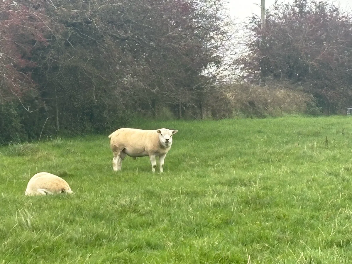 2 pedigree non registered Texel rams for sale - Image 4