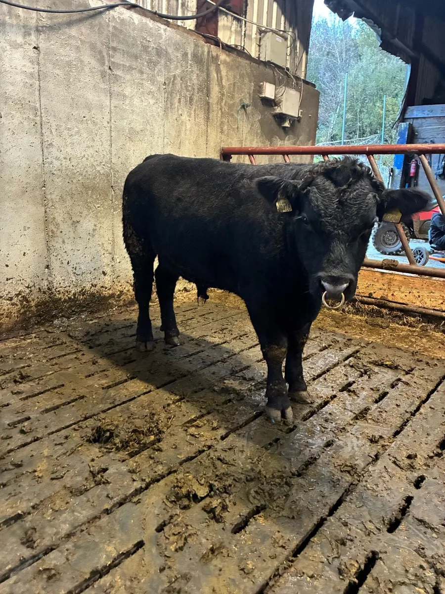 PBR angus bull - Image 1