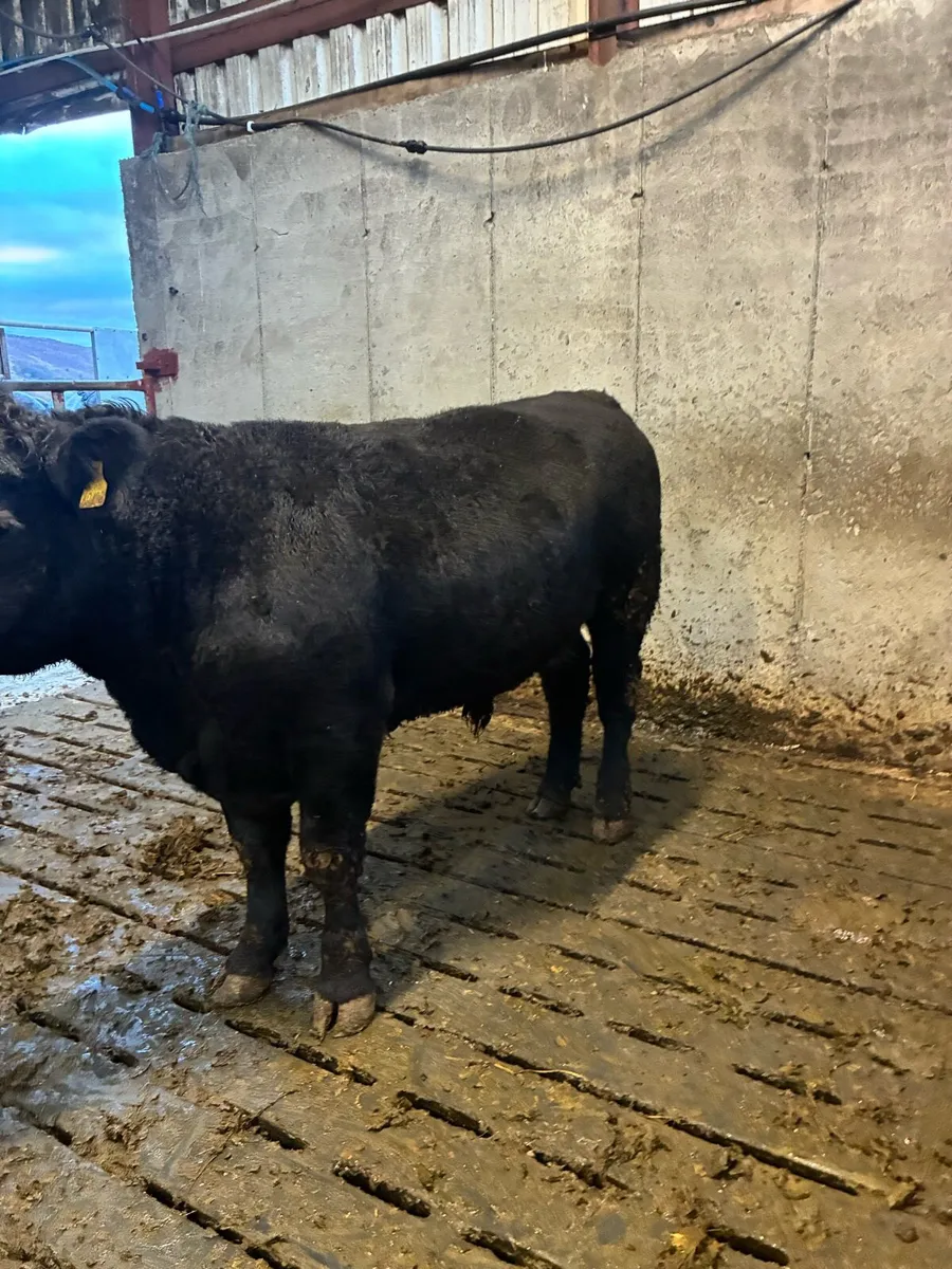 PBR angus bull - Image 2