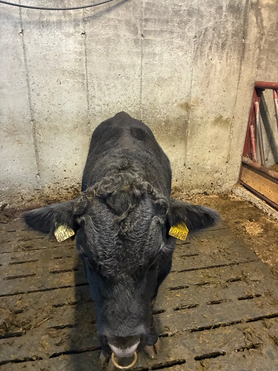 PBR angus bull - Image 3