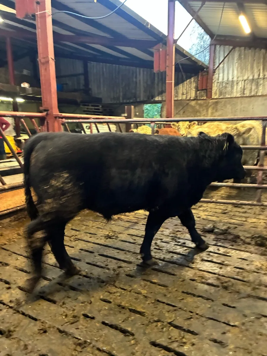 PBR angus bull - Image 4