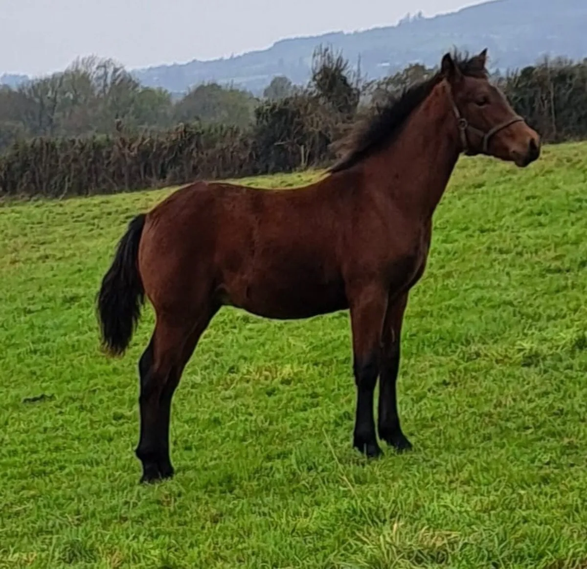 Connemara Colt – Last Foal by Danesfield Prince - Image 2
