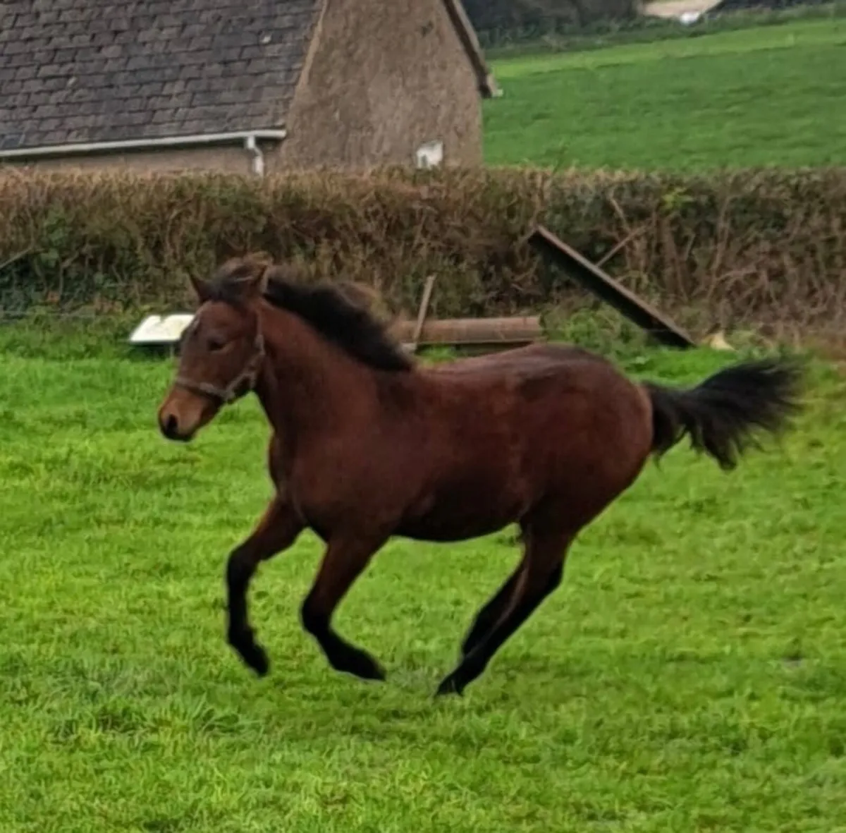 Connemara Colt – Last Foal by Danesfield Prince - Image 1
