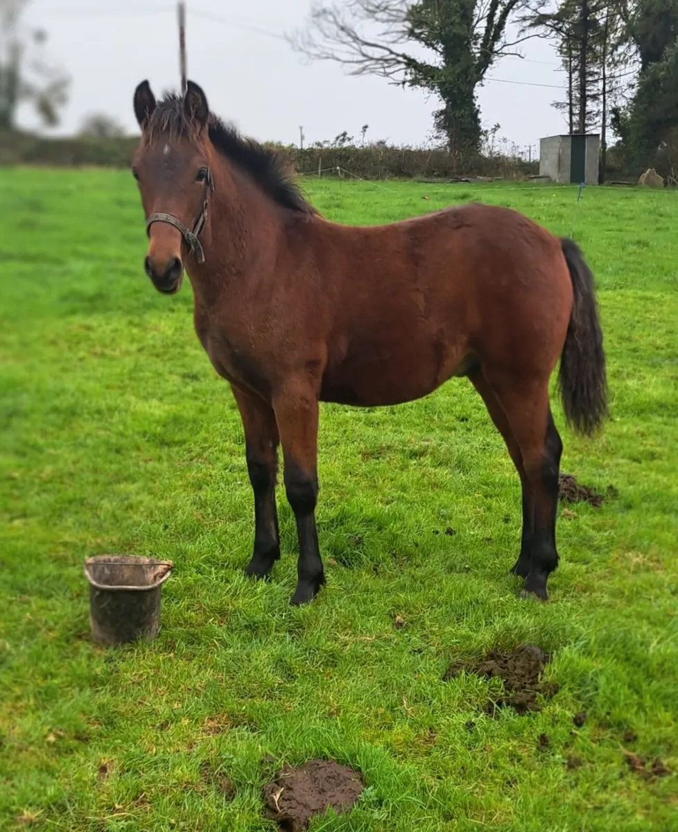 Connemara Colt – Last Foal by Danesfield Prince - Image 3