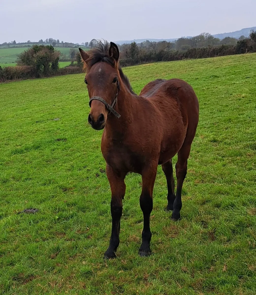 Connemara Colt – Last Foal by Danesfield Prince - Image 4