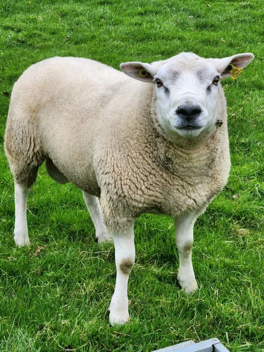 Hoggot texel ram - Image 1