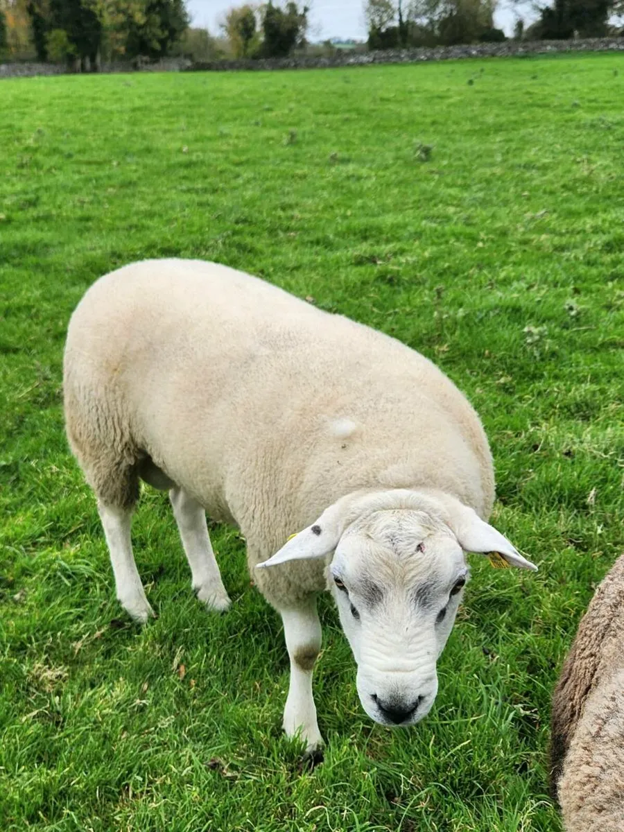 Hoggot texel ram - Image 2