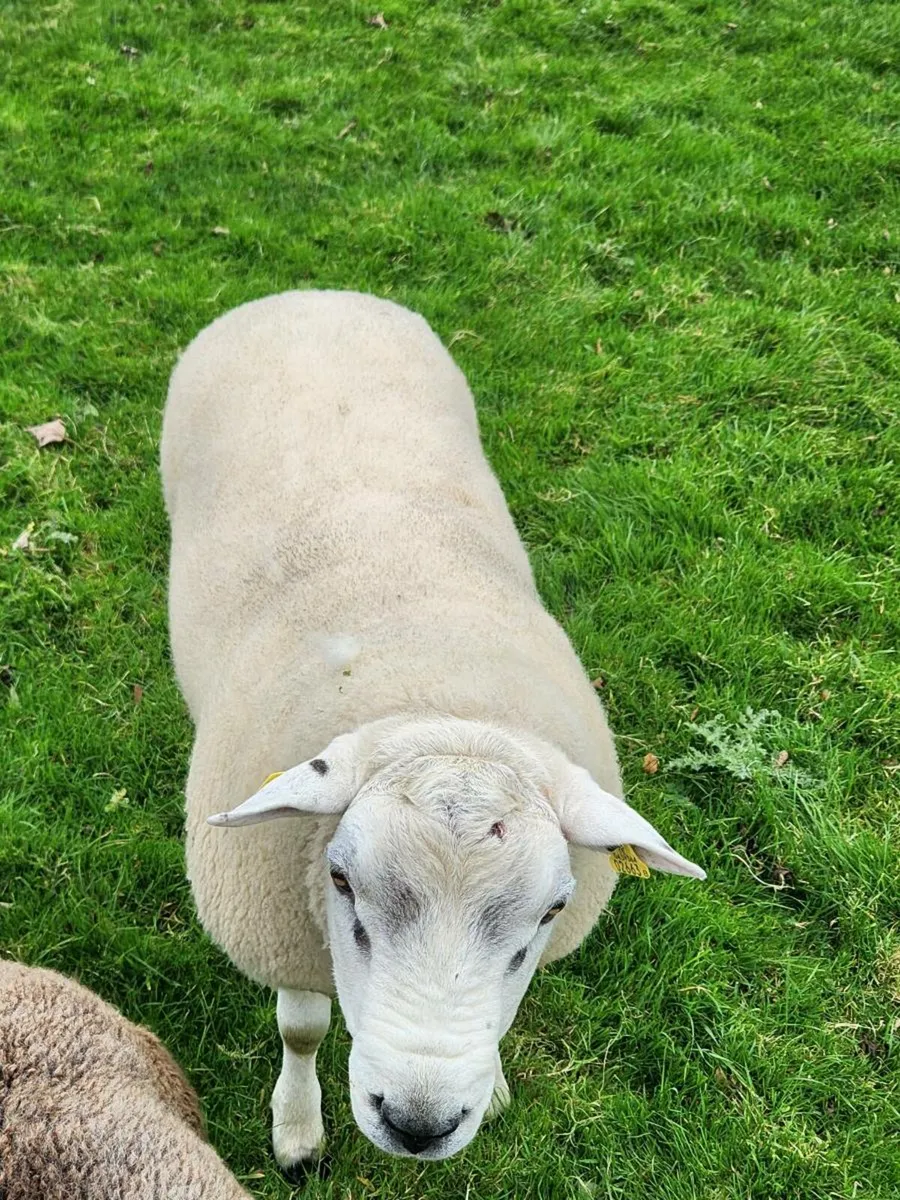 Hoggot texel ram - Image 3