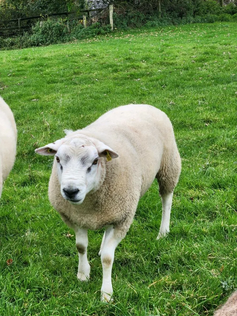 Hoggot texel ram - Image 4