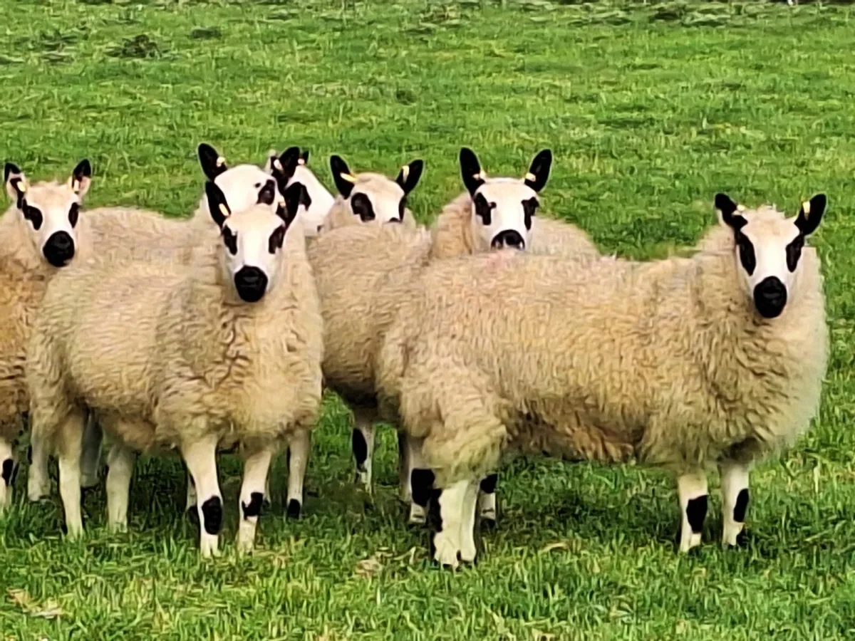 Kerryhill Ram Lambs - Image 4