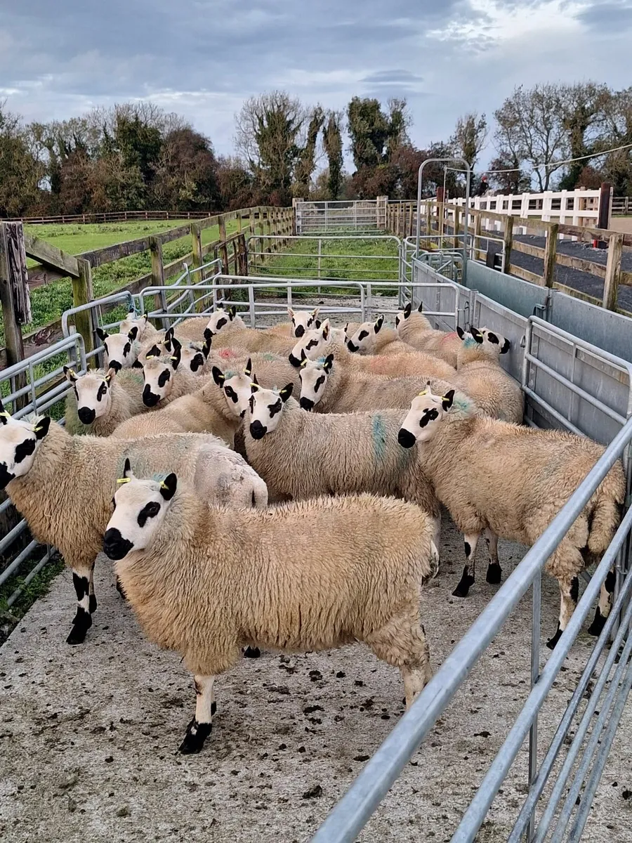 Kerryhill Ram Lambs - Image 2