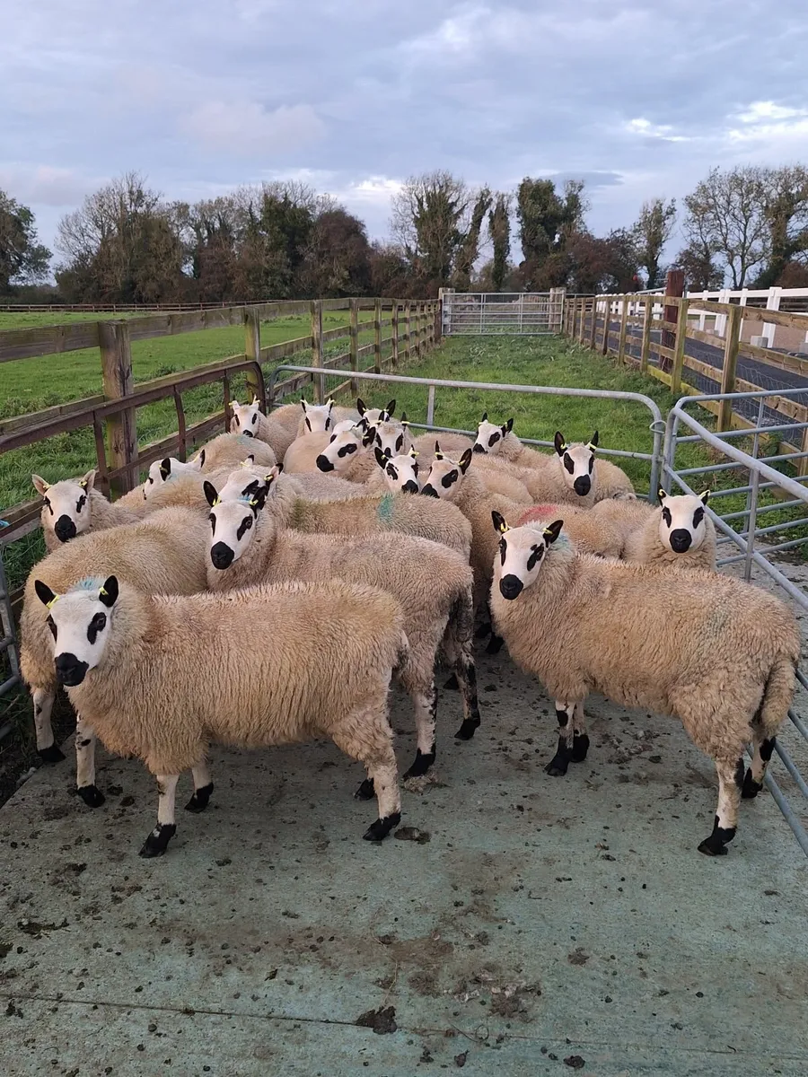 Kerryhill Ram Lambs - Image 3