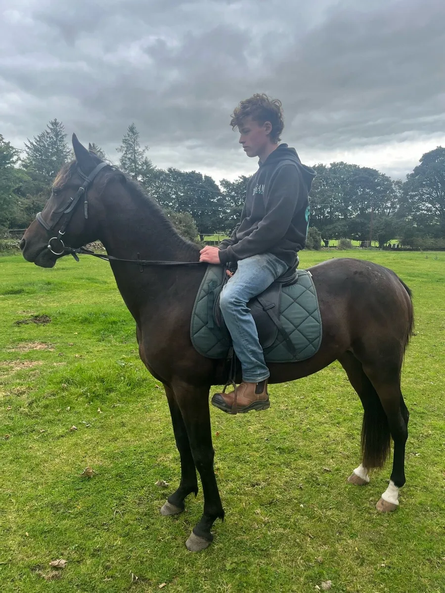 14.3 pony - Image 2