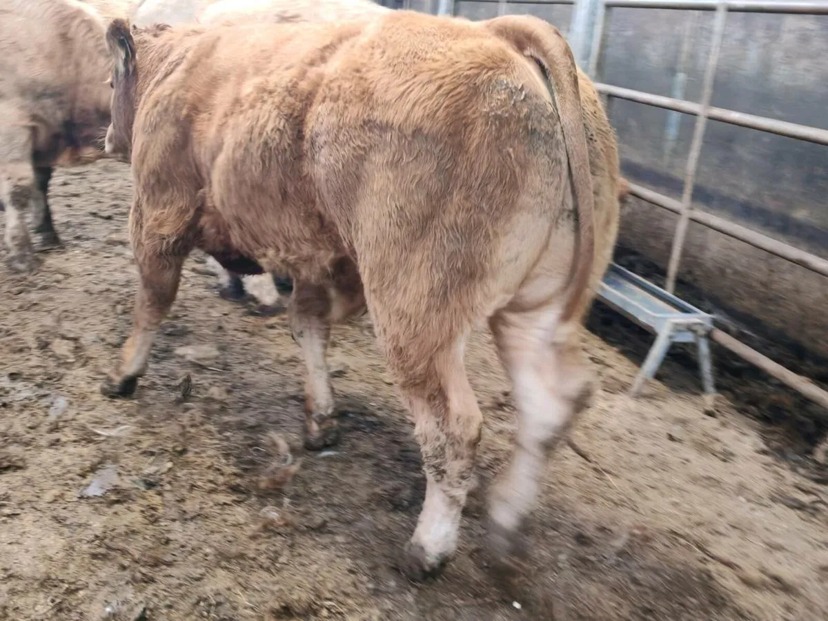 12 U Grade Bullock's 350 kgs - Image 1