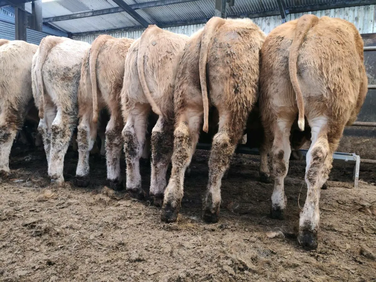 12 U Grade Bullock's 350 kgs - Image 3