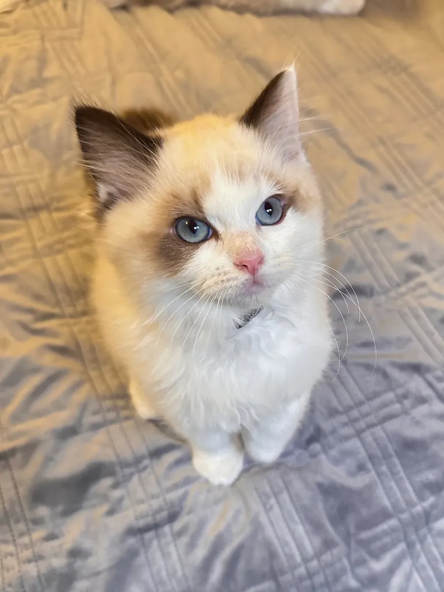 Adorable Registered Ragdoll Kittens  (2 Boys Left) - Image 2