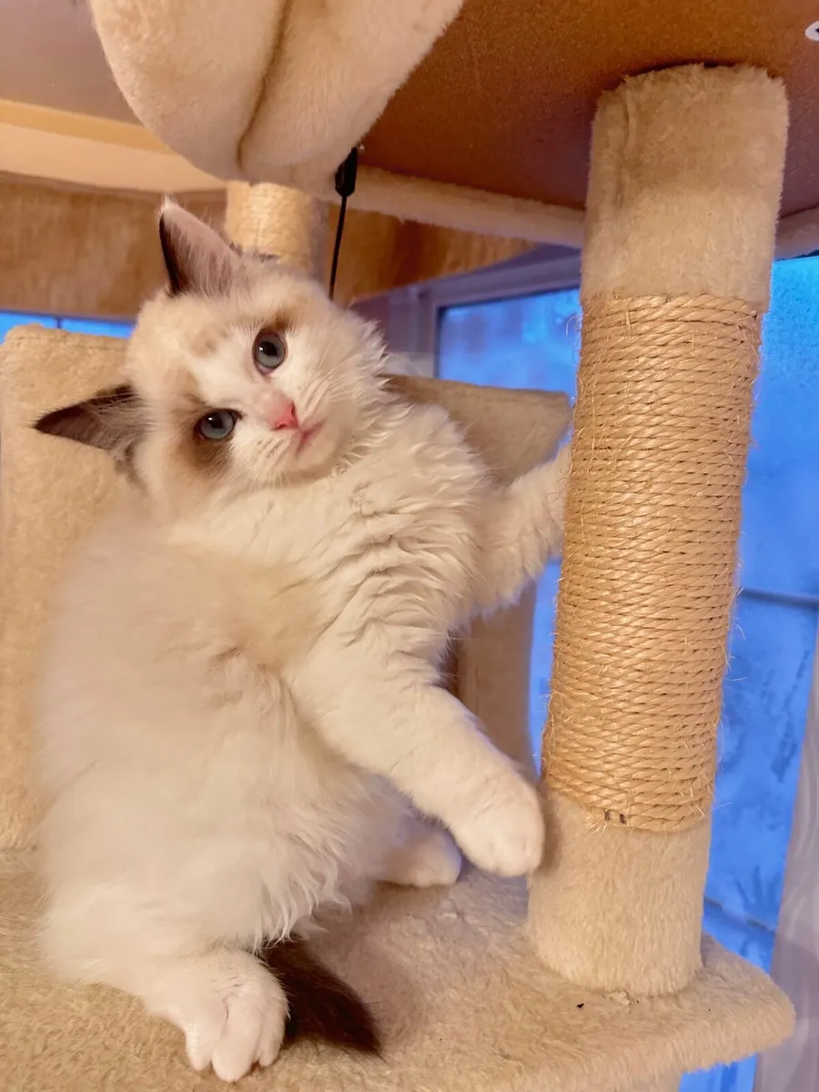 Adorable Registered Ragdoll Kittens  (2 Boys Left) - Image 3