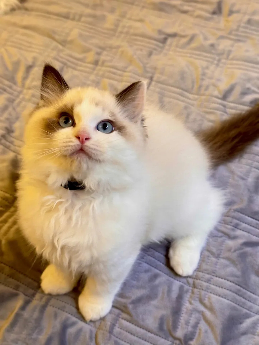 Adorable Registered Ragdoll Kittens  (2 Boys Left) - Image 4