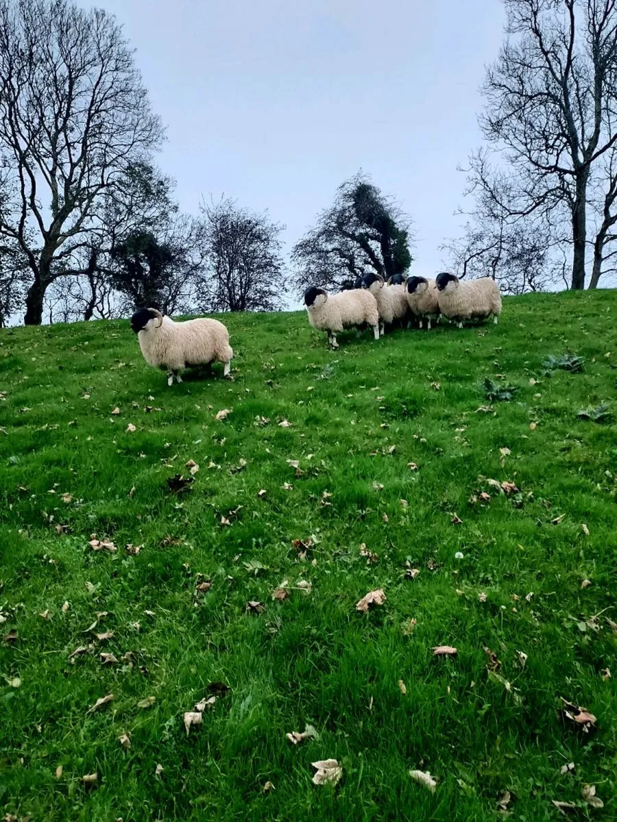 Perth Ram Lambs SIS - Image 1
