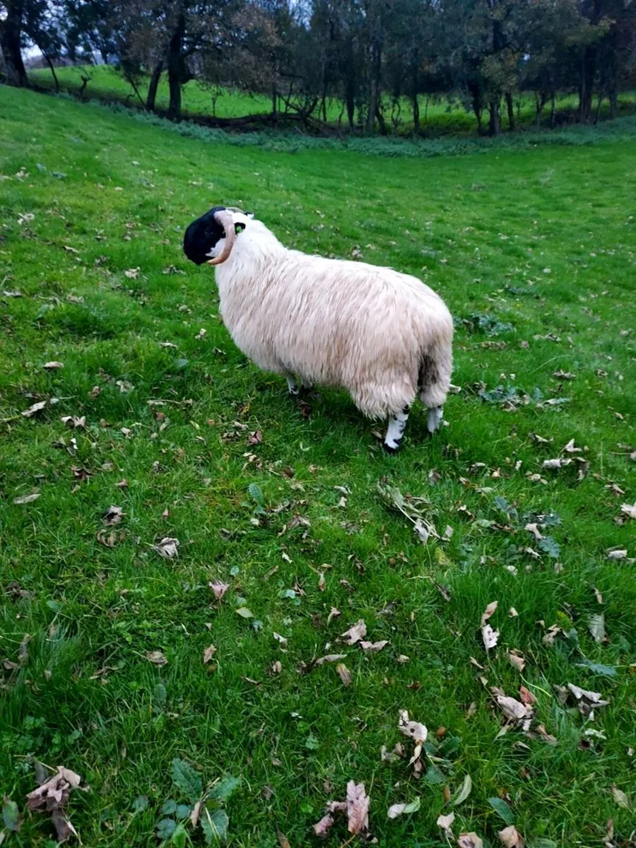 Perth Ram Lambs SIS - Image 3