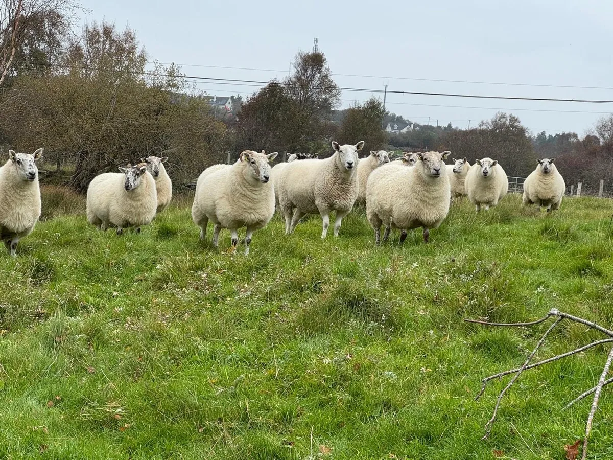 Cheviot Cross Breed Ewes - Image 2