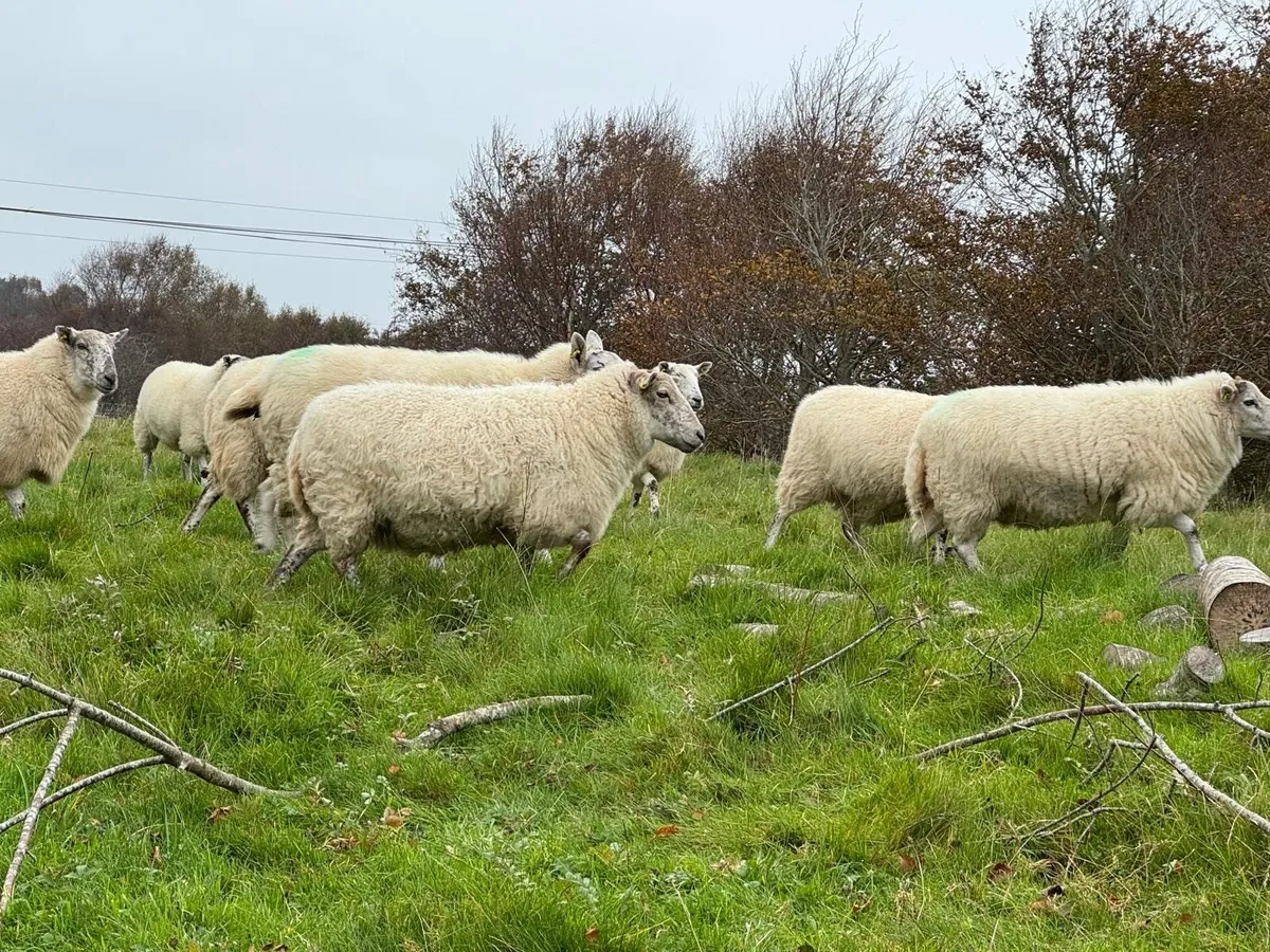 Cheviot Cross Breed Ewes - Image 3