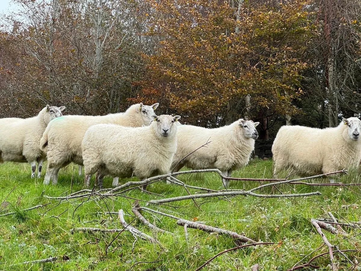 Cheviot Cross Breed Ewes - Image 1