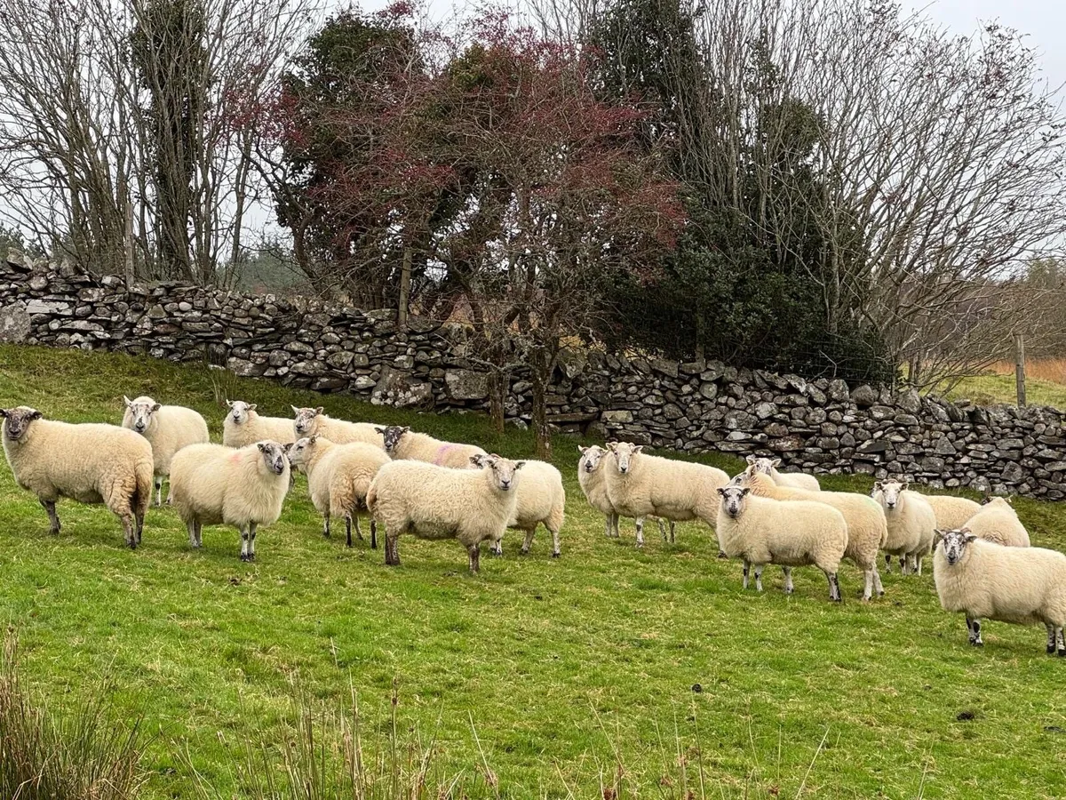 Cheviot Cross Breed Ewes - Image 4