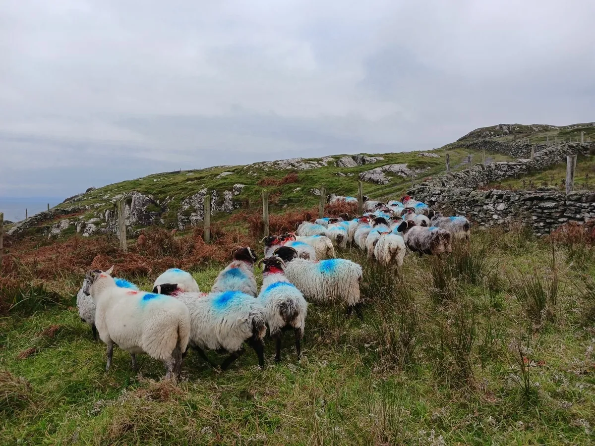 Ewes - Image 2