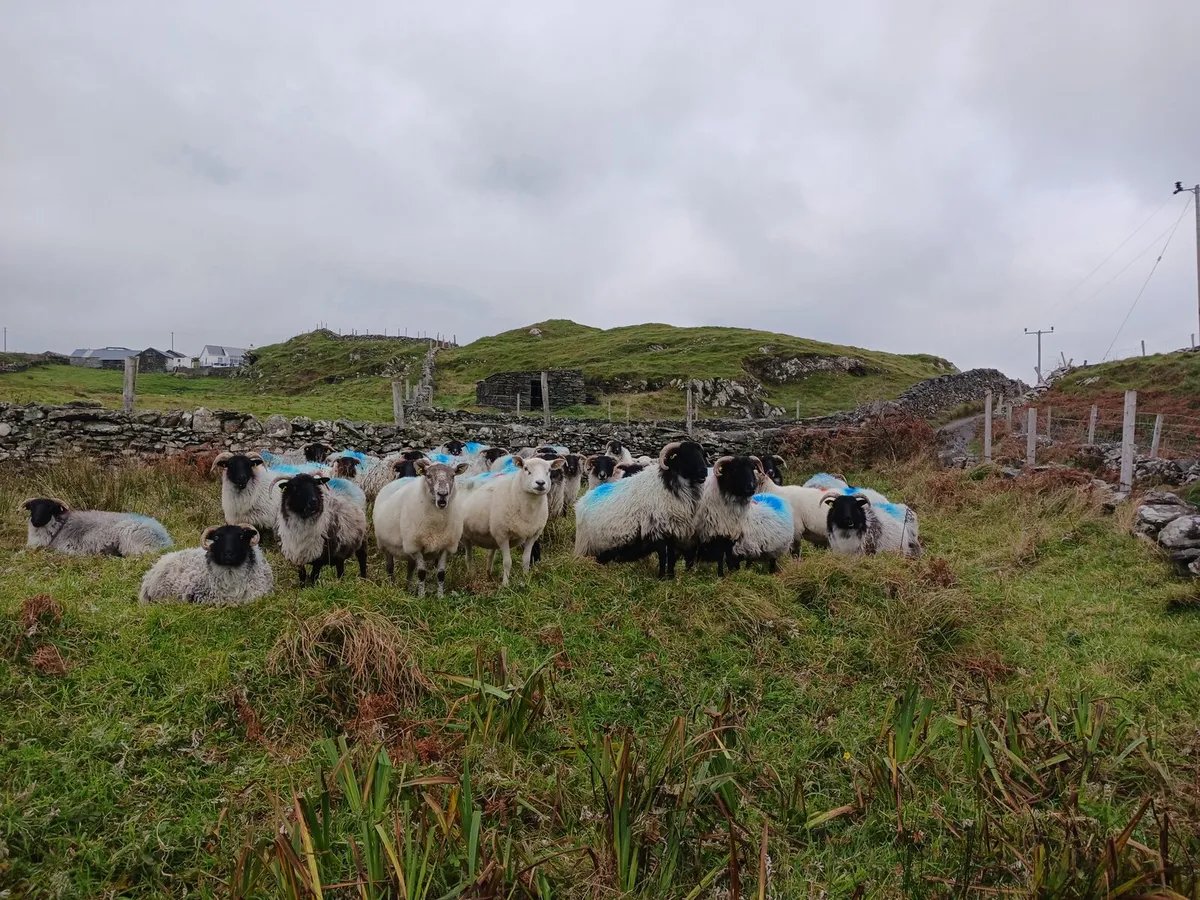 Ewes - Image 3